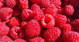 Lake Como raspberries