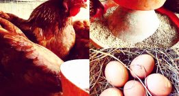 Eggs nutritional benefits