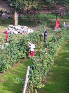 raccolta frutti di bosco